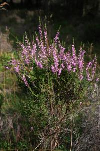Botany-Culluna vulgaris (Heather (Ling)).jpg