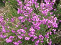 Bell Heather.jpg