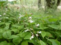 Botany-Circaea lutetiana (Enchanter's-nightshade) .jpg