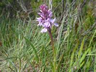 Botany-Common Spotted Orchid (Dactylorhiza fuchsii).jpg