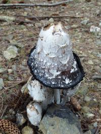 Botany-Coprinus comatus (Shaggy Inkcap or the Lawyer's Wig) .jpg