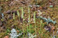 Botany-Creeping Lady's Tresses (Goddyera repens).jpg