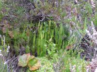 Botany-Interrupted Clubmoss .jpg