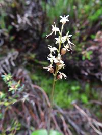 Botany-Lesser Twayblade (Neottia cordata) Seen on Bennachie during a NESBReC Heathland plants record day.jpg