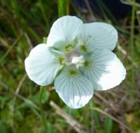 Botany-Parnassia palustris (Grass-of-Parnassus).jpg