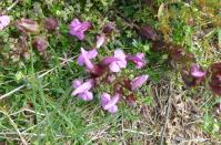 Botany-Pedicularis sylvatica (Lousewort) Bennachie.jpg
