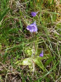 Botany-Pinguicula vulgaris (Common Butterwort).jpg