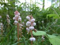 Botany-Pyrola minor (Common Wintergreen) .jpg
