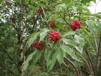 Botany-Sambucus racemosa (Red-berried Elder), Bennachie.jpg