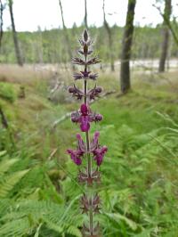 Botany-Stachys sylvatica (Hedge Woundwort).jpg