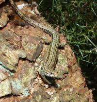 Fauna-Lacerta vivipara (Common Lizard) Track to Tillymuick, Bennachie.jpg
