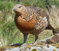 Fauna-Tetrao urogallus (Female Capercaillie).jpg