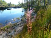 Interest-Wildlife Pond.jpg