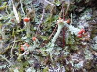 Lichens-A workshop held by NESBReC at Bennachie.jpg