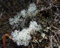 Lichens-Just one of many found on Bennachie.jpg