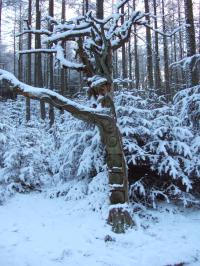 Sculpture on Bennachie.jpg